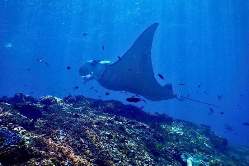 Ocean Experience